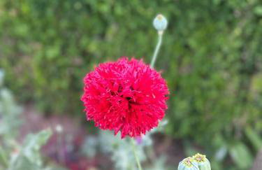 Izerski Poranek - Foto 6