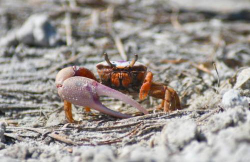 Beautiful condo with pools, spas, tennis and dining - Foto 50