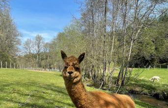 Très beau gîte à proximité du Lac de Vassivière - Foto 10