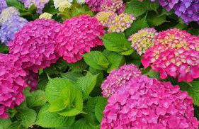 Il Giardino Di Lory - Foto 75