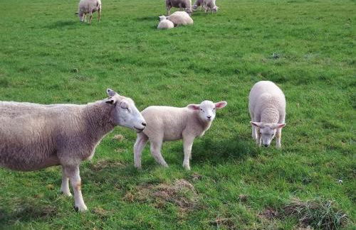 Habbo's Kojen - Photo 12