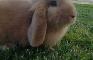 Le Bianchette Agriturismo e Fattoria Didattica - Foto 50