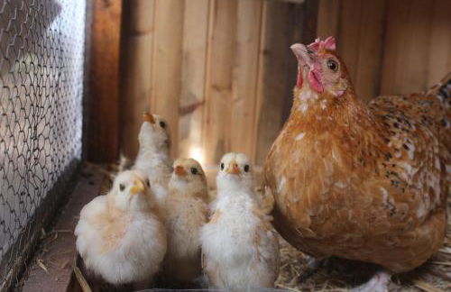 Herdade Monte Do Sol - Foto 30