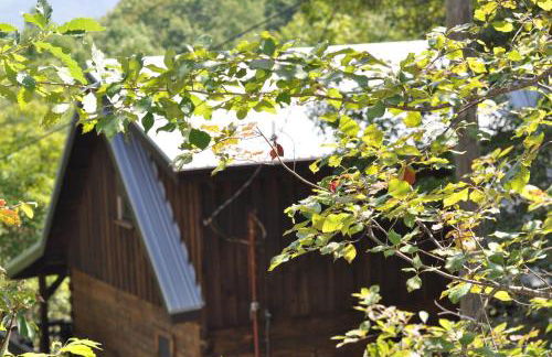 Bears Among Us - Foto 28