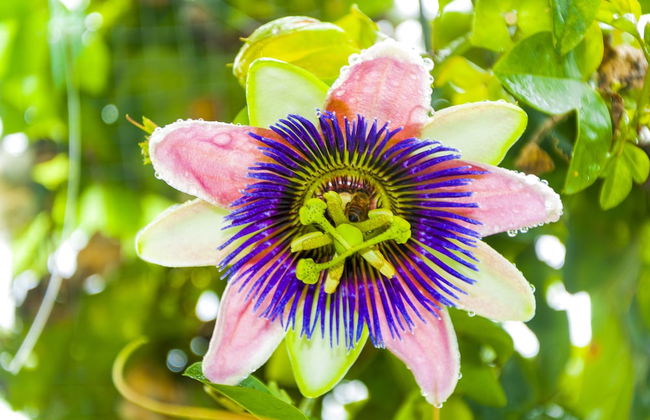 Casa Paxanax - Foto 27