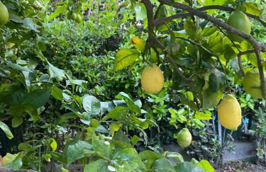 Villetta relax fast wi-fi 9 Min porto Civitavecchia - Foto 11