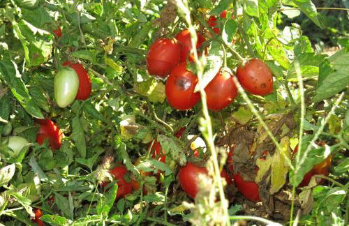 Agriturismo Biologico Villa Rosa - Photo 78