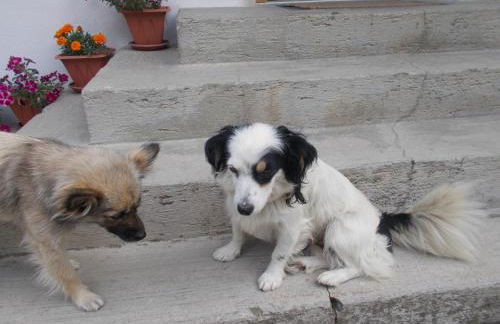 Kehrerhof Urlaub auf dem Bauernhof - Photo 70