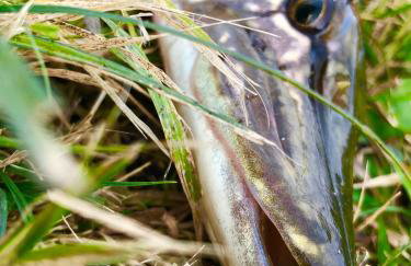 Miła Dolina - Foto 45