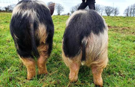 Yetland Farm Holiday Cottages - Foto 28