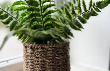 The Little Fern - Foto 23