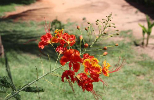 Turtle Bay Village - Foto 17