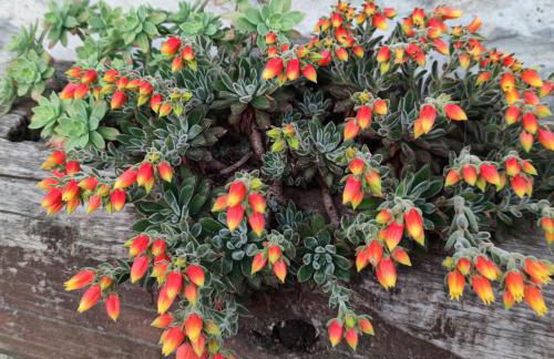 La Pezzuola 53 - Foto 54