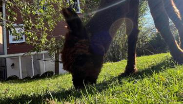 Rottal-AlpakaLodge Zeit zu Zweit im Grünen - Foto 3, Garden, Garden view