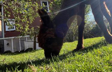 Rottal-AlpakaLodge Zeit zu Zweit im Grünen - Foto 3