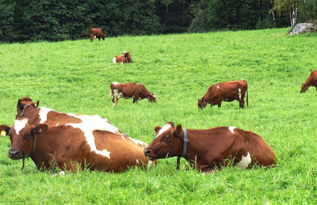 4 Star Holiday Home in Rabbalshede-by Traum - Foto 10