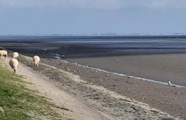 FeWo mit Meerblick - Direktzugang zur Nordsee - Foto 27