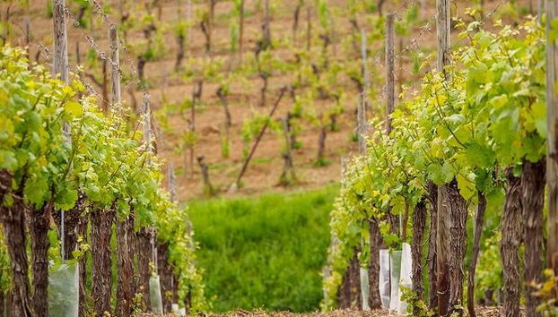 Elsässer Weinstraße