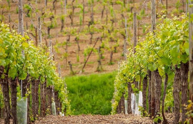Elsässische Weinstraße Halbtagestour in kleiner Gruppe mit Verkostung ab Straßburg - Foto 2