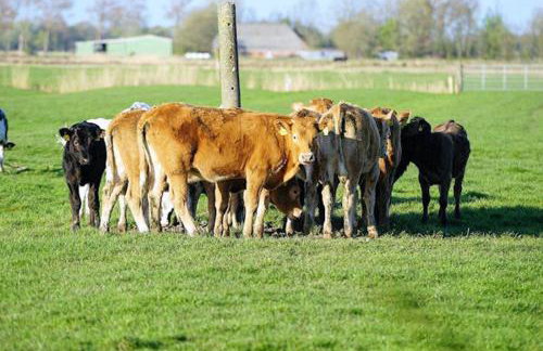 Storchennest - Foto 24