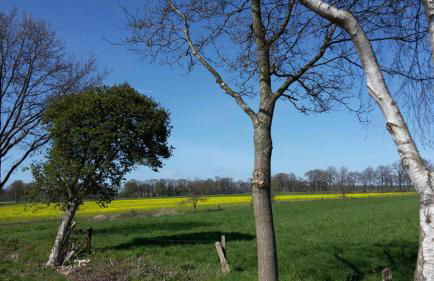 Friedeburga - Photo 32