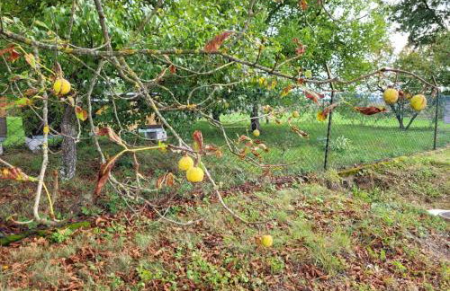 Agroturystyka Nowe Polaszki 10 - Foto 36