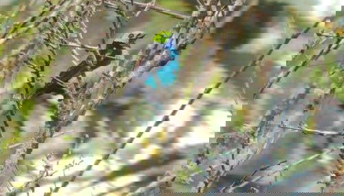 Spotting a paradise tanager