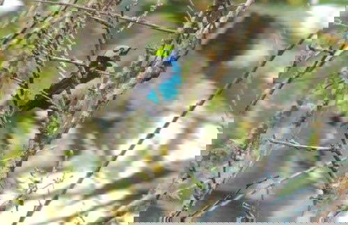 Ayampe River Birdwatching Tour - Photo 3