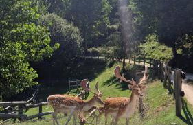 Rêverie Amatrice - Foto 38