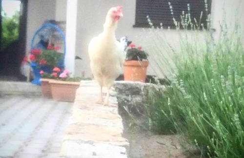 Agroturystyka Zaborski Sad - Foto 14