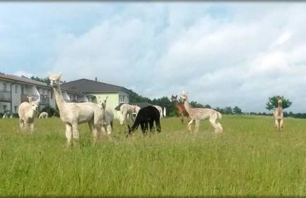Ferienwohnung Mäckelborg am schönen Woblitzsee - Foto 6