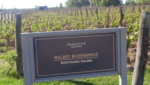 Trapiche winery vineyards