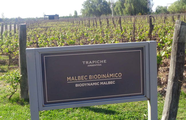 Tour privato delle cantine di Maipú - Foto 2