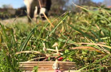 Ferienwohnung mit Alpenblick - Foto 29
