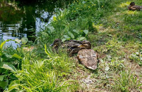 1 Bed in Okehampton 92384 - Foto 18