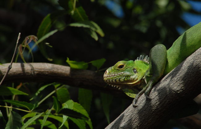 Whale Tails Hotel - Foto 52