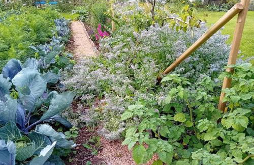 Grain d'orge et cornouiller - Foto 46