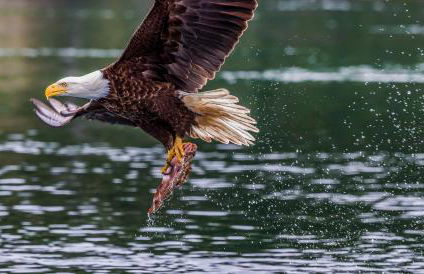 Paddler's Lane Retreat - Foto 60