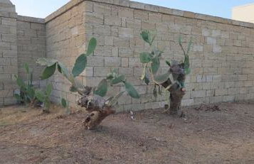 Masseria Delle Api - Foto 15