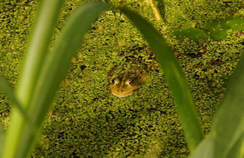 Rybaczówka Łuknajno - Foto 50