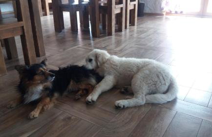 Baba Jagna - Foto 22