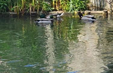 Les berges du moulin - Foto 1