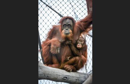 The Highfield Chester. - Foto 44