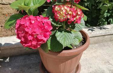 Apartman Suzy - Photo 28