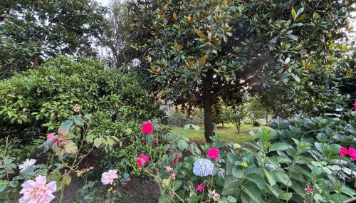 Casadeira de Mucha - Foto 5