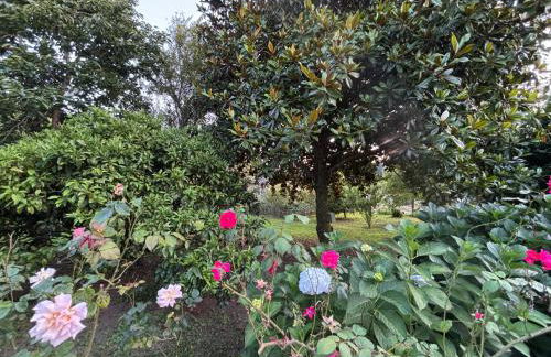 Casadeira de Mucha - Foto 5