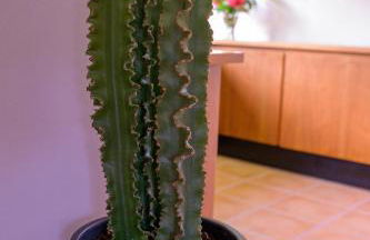 Red Castle - Photo 22