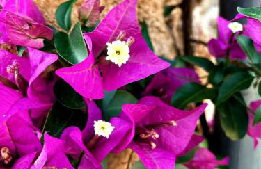 Mas Cal Sastre - Foto 47