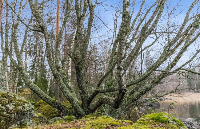 Kärkimökki - Foto 30