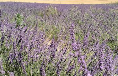 La Provence vous Attend***!!! - 1er étage - Foto 28